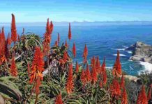 Aloe Vera fiore californiano