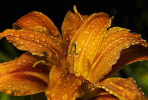 La Pianta Alpine Lily