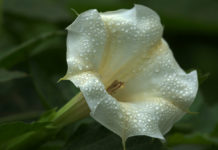 Il fiore califoriano della datura
