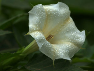 Il fiore della datura