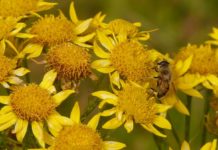 Arnica fiore californiano