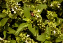basil fiore californiano