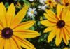 Black eyed susan fiore californiano