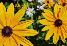 Black eyed susan fiore californiano