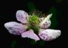 Blackberry, il fiore californiano della mora