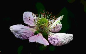 Blackberry, il fiore della mora