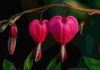 Il fiore californiano Bleeding Heart