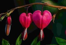 Il fiore californiano Bleeding Heart