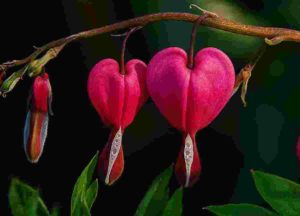 Il fiore californiano Bleeding Heart