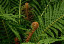 Botanica, le cormofite