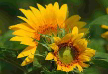Botanica, un girasole