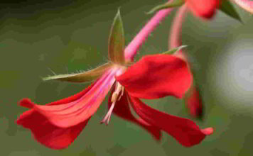 Botanica le angiosperme