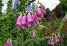 Botanica nomenclatura digitale purpurea