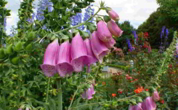 Botanica nomenclatura digitale purpurea