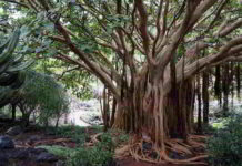 Botanica, la radice e il fusto