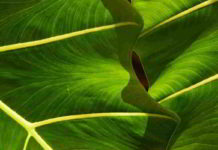 Botanica, la foglia