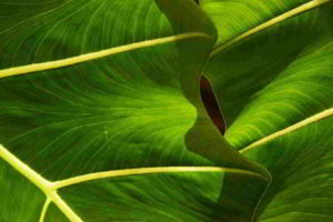 Botanica, la foglia