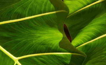 Botanica, la foglia