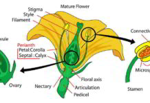 Botanica, anatomia del fiore
