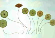 Botanica, le tallofite