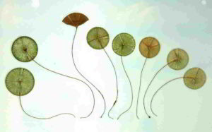 Botanica, le tallofite