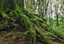 Botanica, le briofite