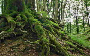 Botanica, le briofite