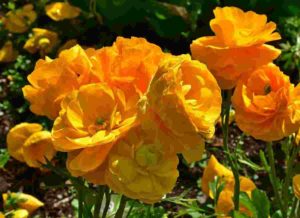 Buttercup, il ranuncolo