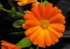 Il fiore della calendula tra i fiori californiani