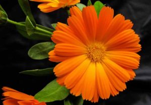 Il fiore della calendula tra i fiori californiani