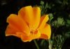 Il fiore California Poppy