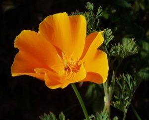 Il fiore California Poppy