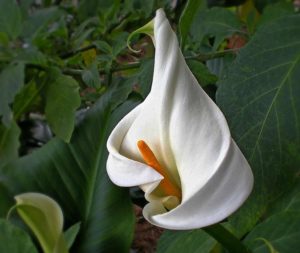 Il fiore californiano Calla Lily