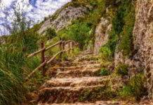 Il fiore di Bach Centaury nel DSM-IV