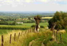 Il fiore di Bach Cerato nel DSM-IV