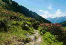 Il fiore di Bach Cherry Plum nel DSM-IV