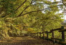 Il fiore di Bach Chestnut Bud nel DSM-IV