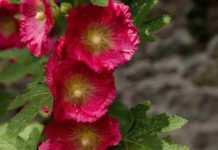 I Fiori Californiani