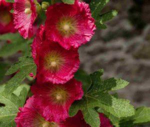 I Fiori Californiani