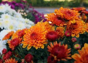 Il crisantemo nei fiori californiani