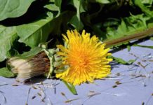 Dandelion, il tarassaco