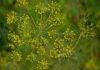 Dill fiore californiano