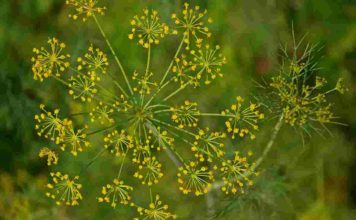 Dill fiore californiano