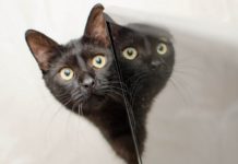 Aspen per gli animali