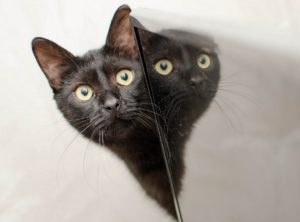 Aspen per gli animali