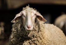 Beech per gli Animali