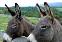Centaury per gli animali