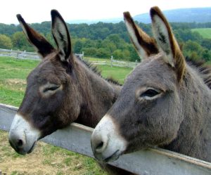 Centaury per gli animali