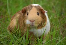 Cerato per gli animali