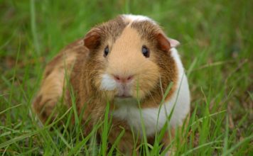 Cerato per gli Animali Cerato per gli animali